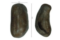 Os tympanique de baleine